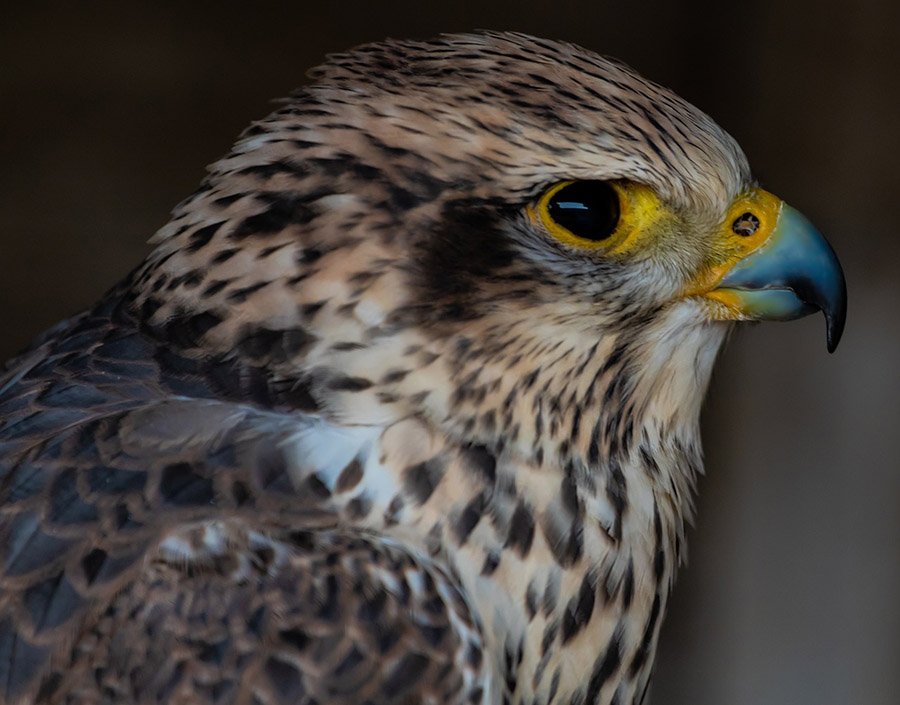 Kuwait Saker Falcon