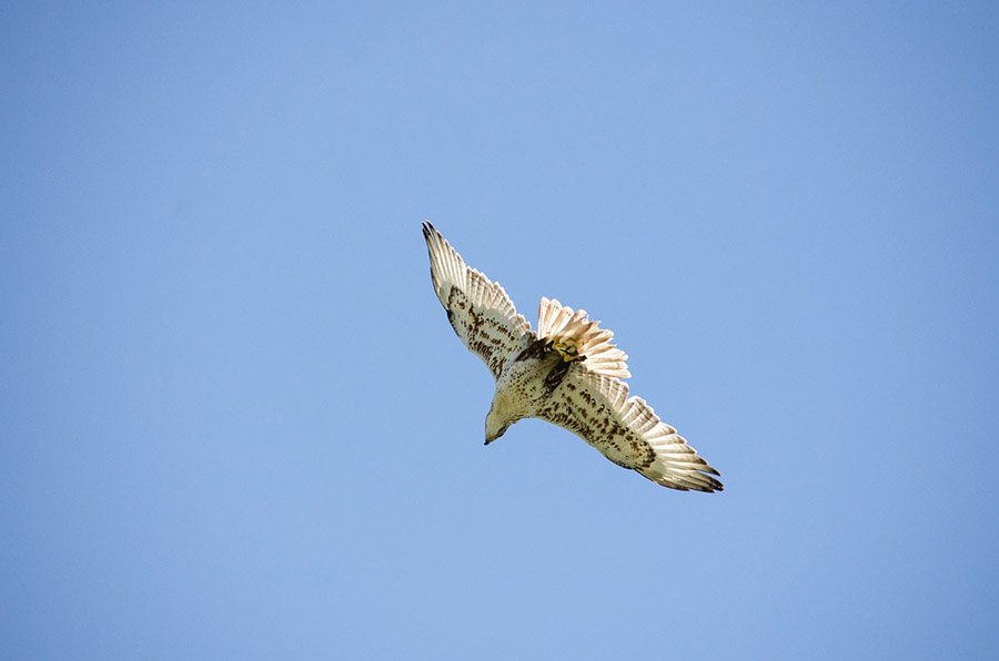 Kuwait Saker Falcon