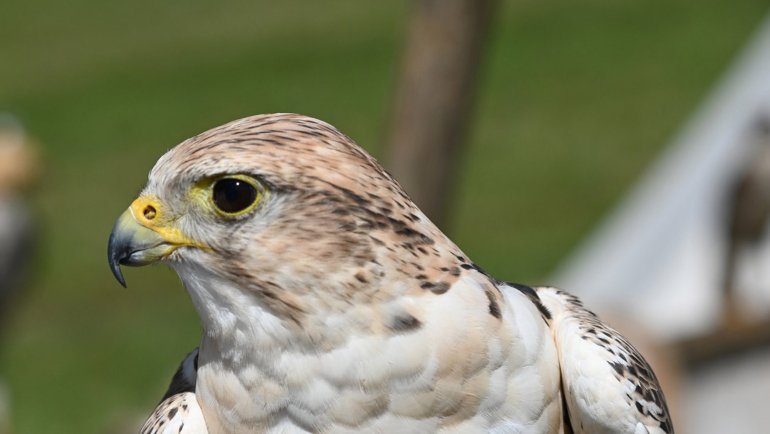 Kuwait Saker Falcon National Bird