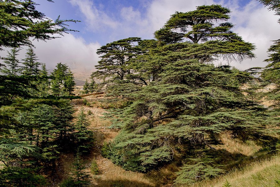 Lebanon Cedar