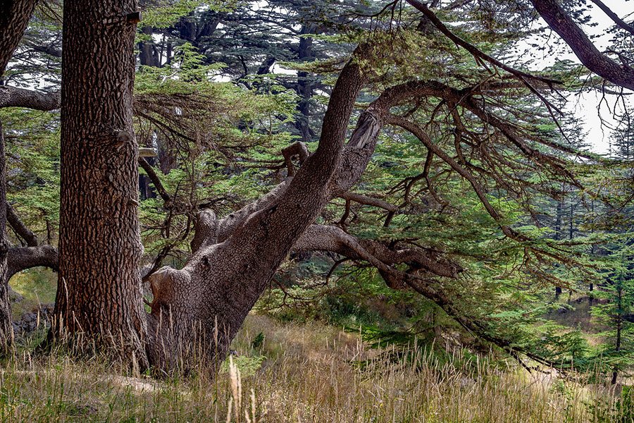 Lebanon Cedar