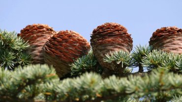 Lebanon Cedar National Tree