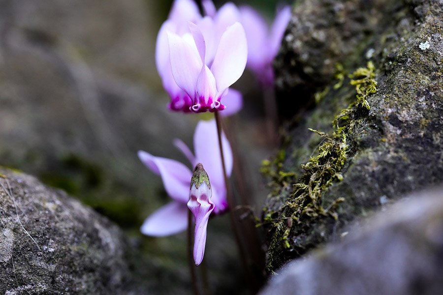 Lebanon Cyclamen