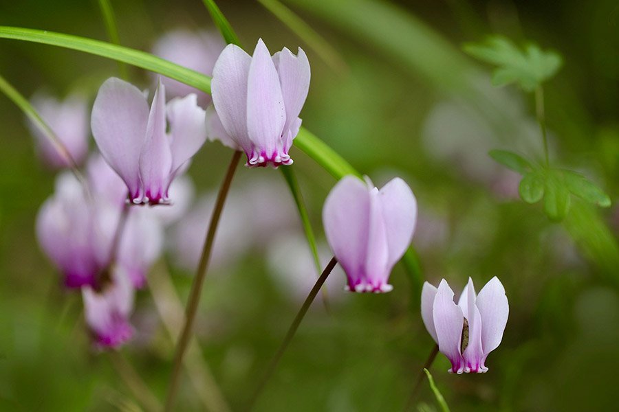 Lebanon Cyclamen