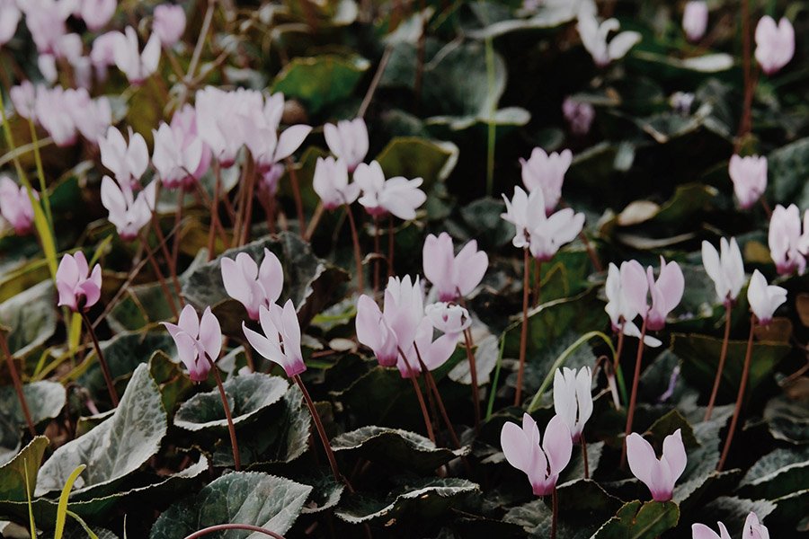 Lebanon Cyclamen