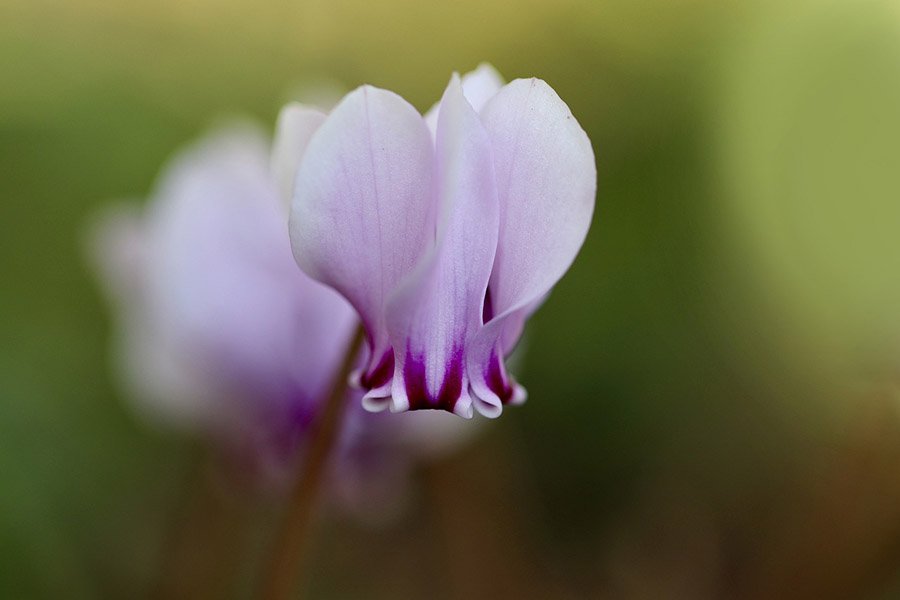 Lebanon Cyclamen