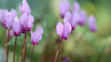 Lebanon Cyclamen National Flower