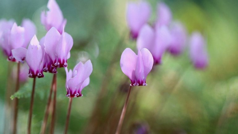 Lebanon Cyclamen National Flower