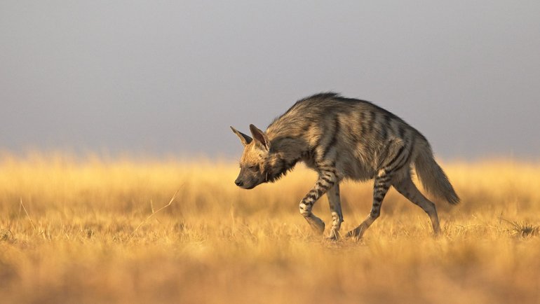 Lebanon Striped Hyena national animal