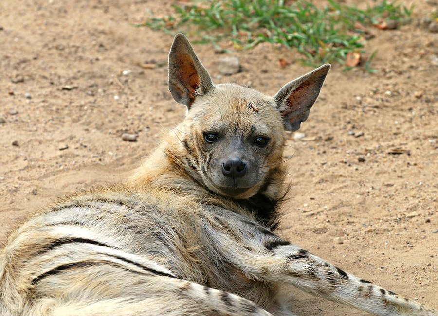 Lebanon Striped Hyena