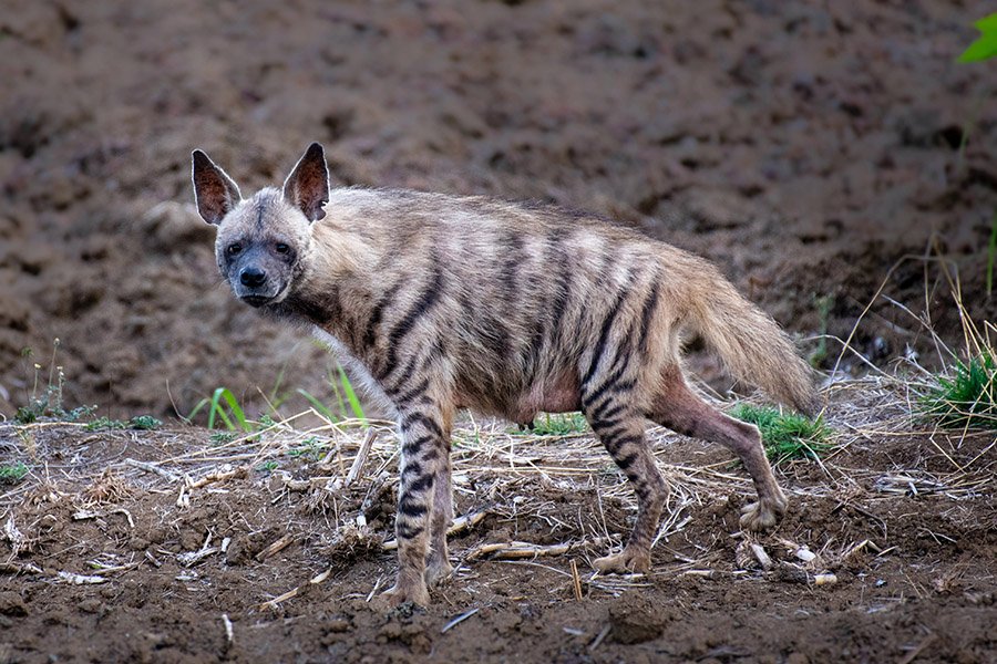 Lebanon Striped Hyena