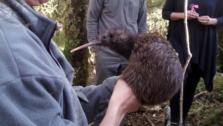 New Zealand Kiwi National Bird