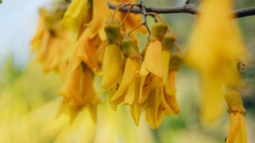 New Zealand Kōwhai National Flower