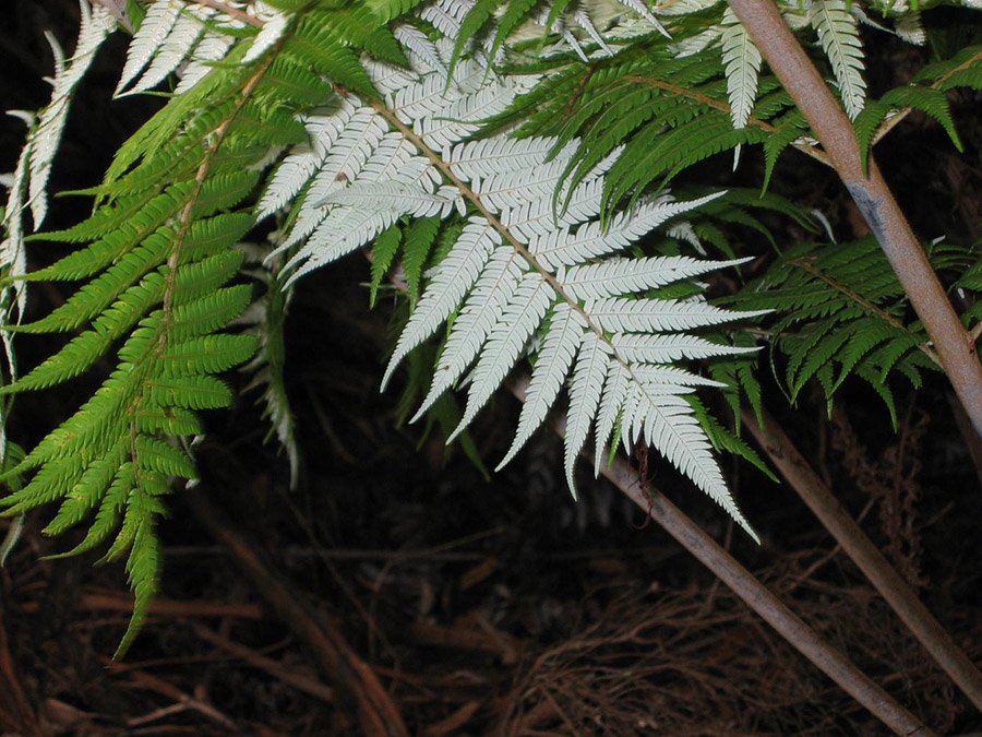 New Zealand Silver Fern