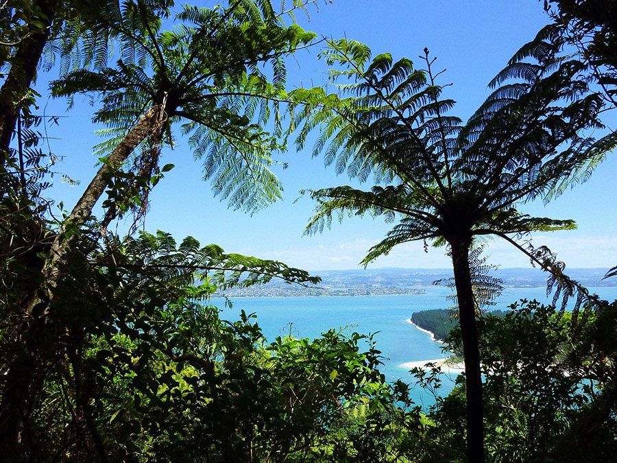 New Zealand Silver Fern