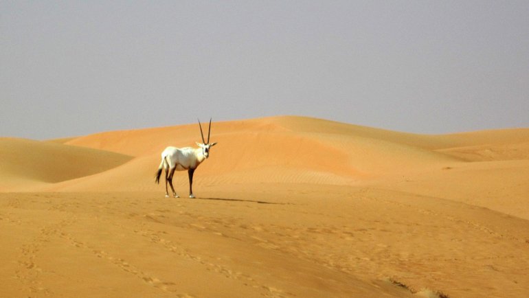 Oman Arabian Oryx National Animal