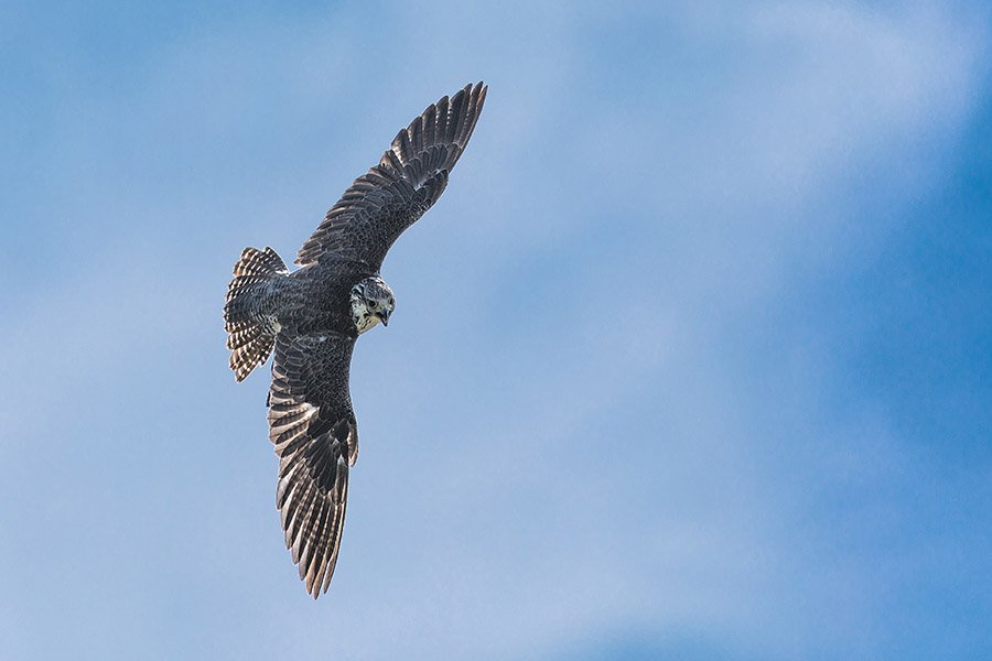 Oman Barbary Falcon