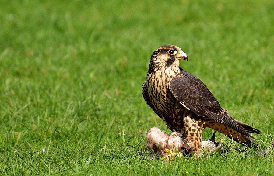 Oman Barbary Falcon