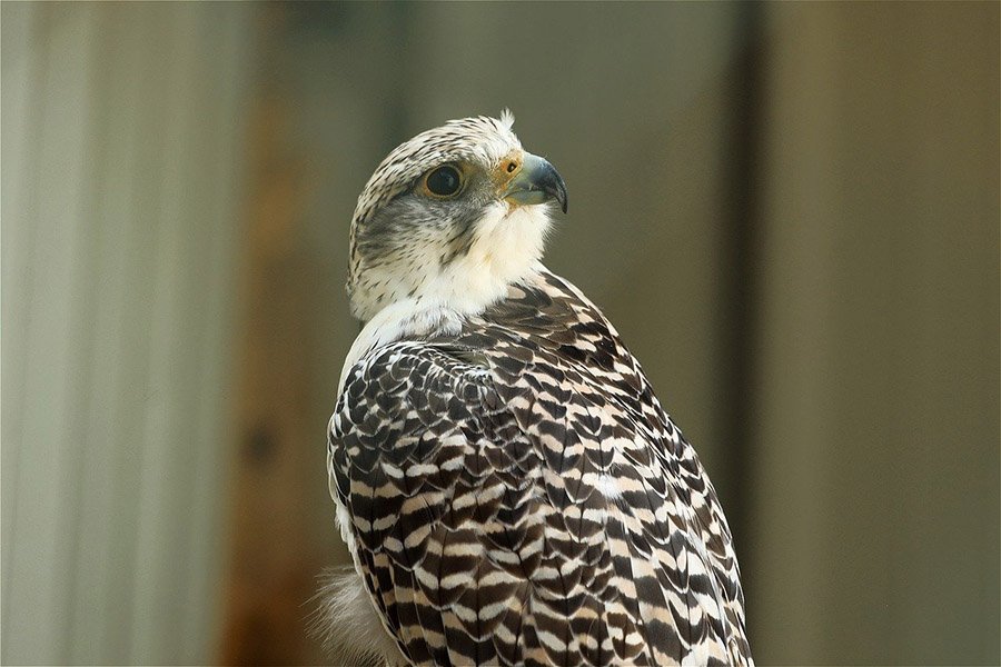 Oman Barbary Falcon