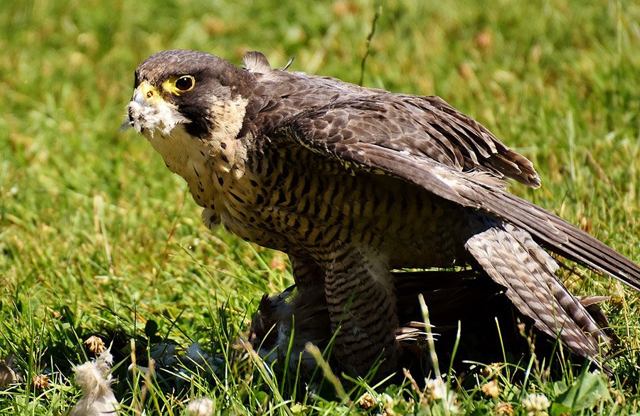 Oman Barbary Falcon