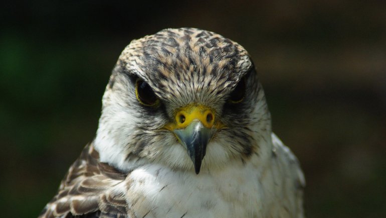 Oman Barbary Falcon National Bird