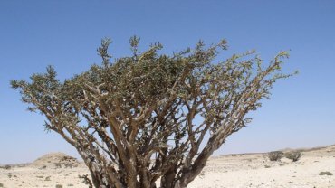 Oman Frankincense National Tree