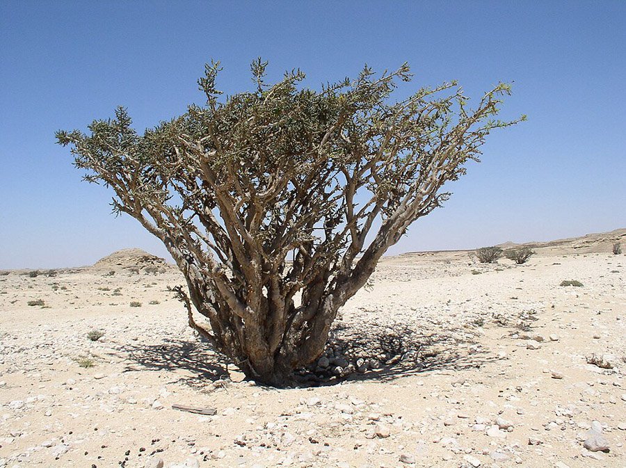 Oman Frankincense Tree