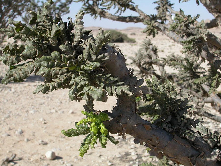 Oman Frankincense Tree