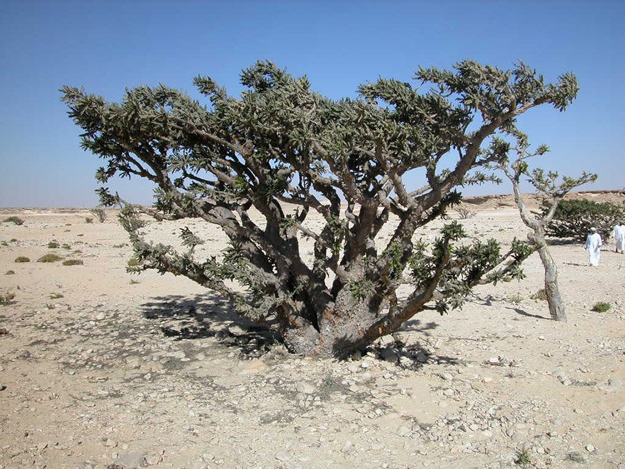 Oman Frankincense Tree