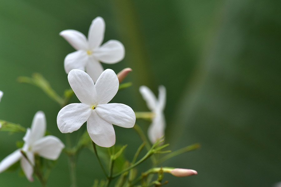 Oman Jasmine