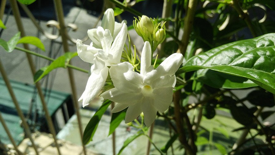 Oman Jasmine