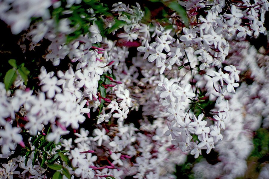 Oman Jasmine