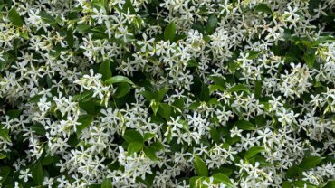 Oman Jasmine National Flower