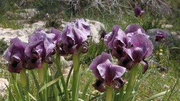 Palestine Iris haynei National Flower