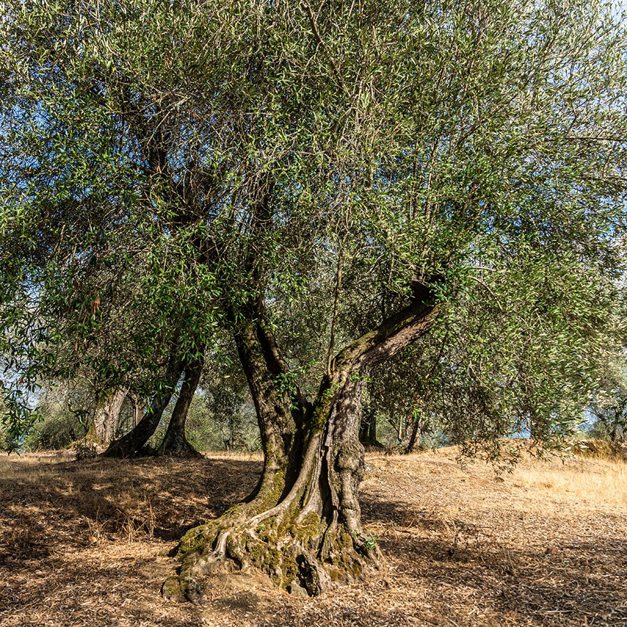 Palestine Olive Tree