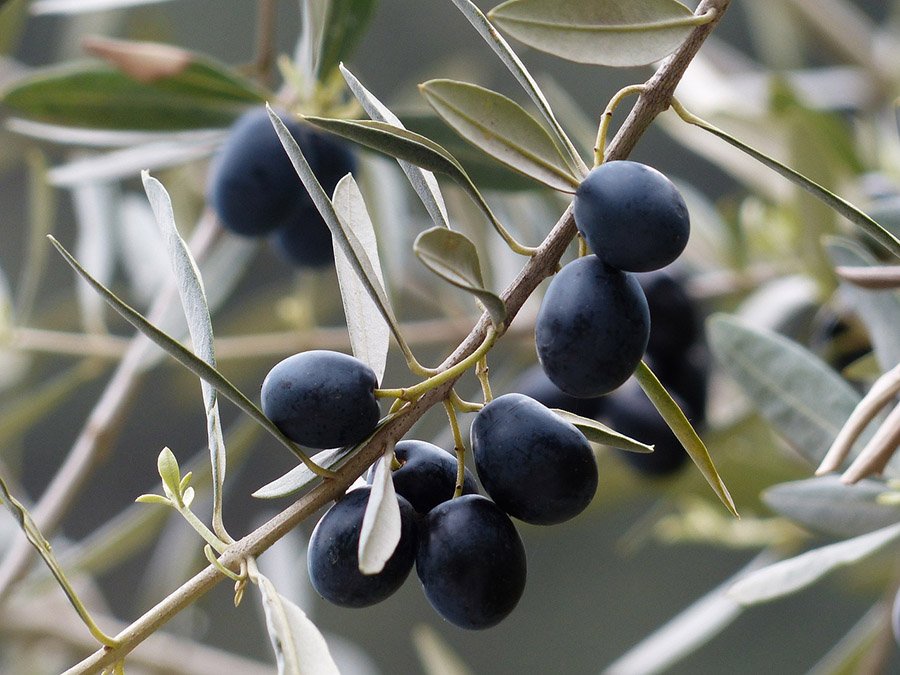 Palestine Olive Tree