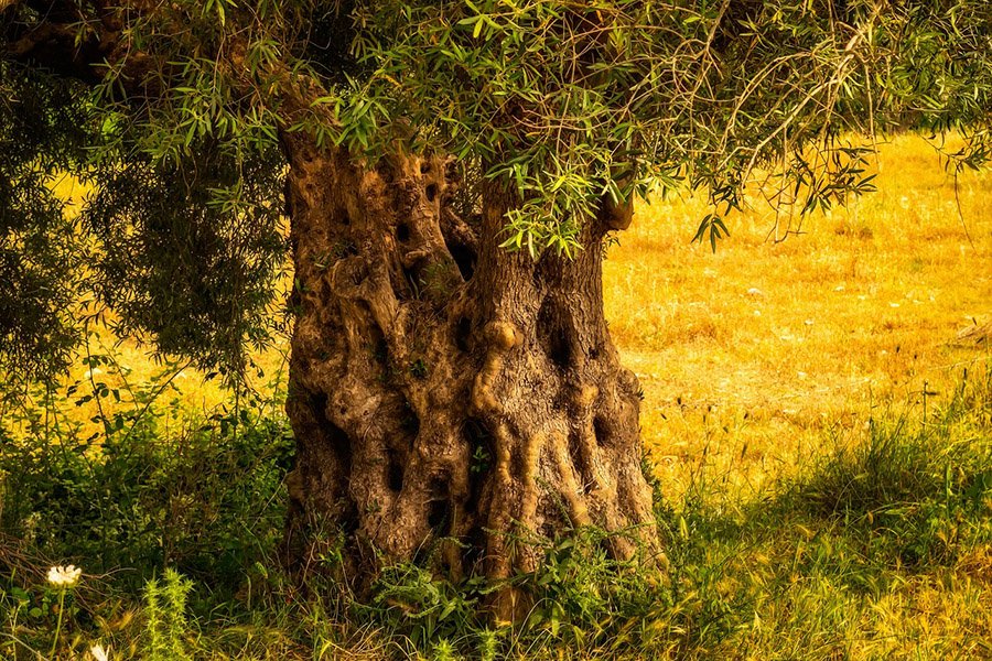 Palestine Olive Tree