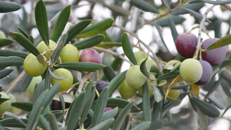 Palestine Olive Tree National Tree