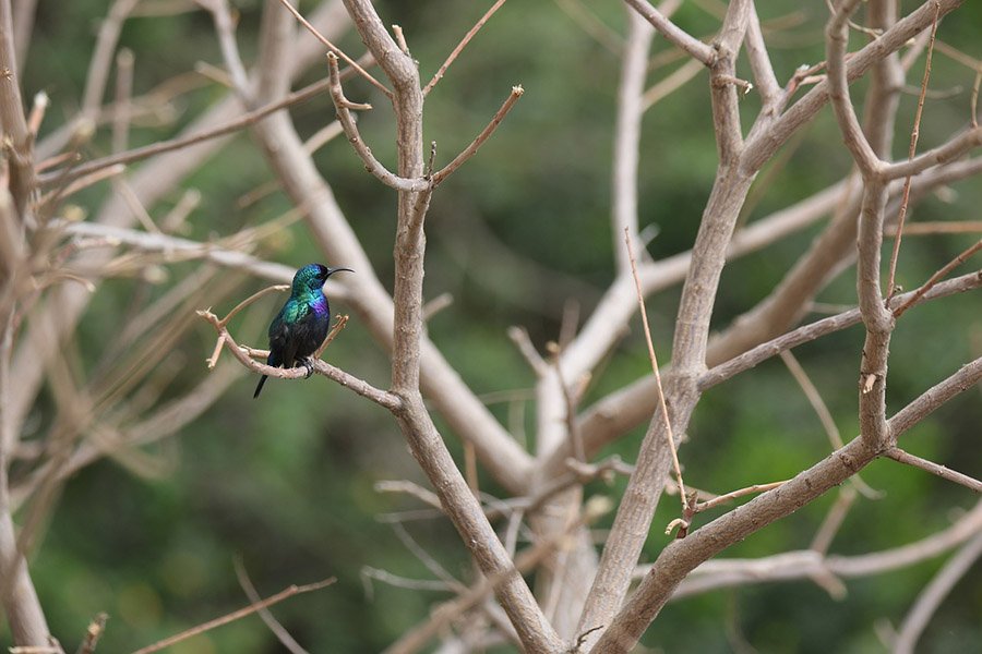 Palestine Sunbird