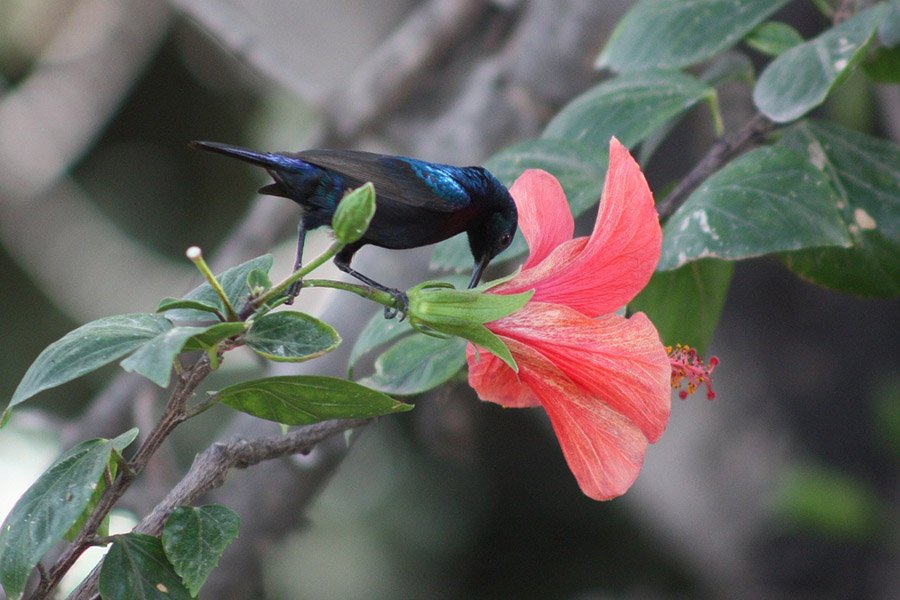 Palestine Sunbird