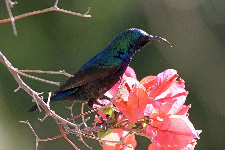 Palestine Sunbird