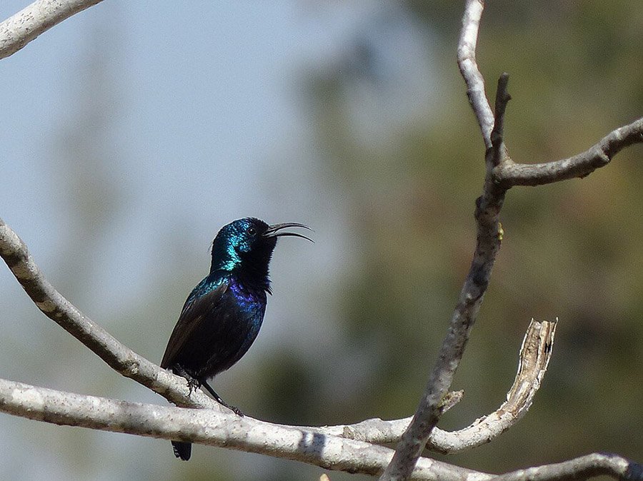 Palestine Sunbird