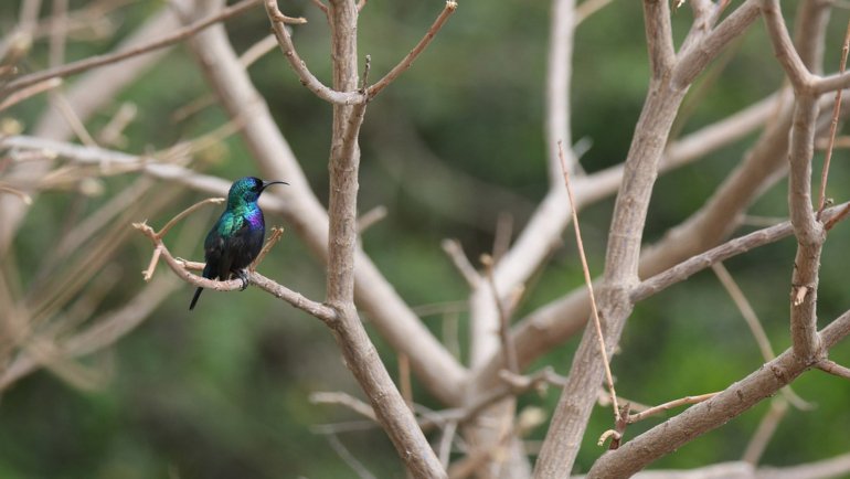 Palestine Sunbird National Bird