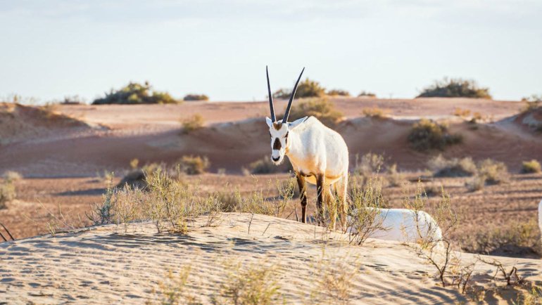 Qatar Arabian Oryx National Animal