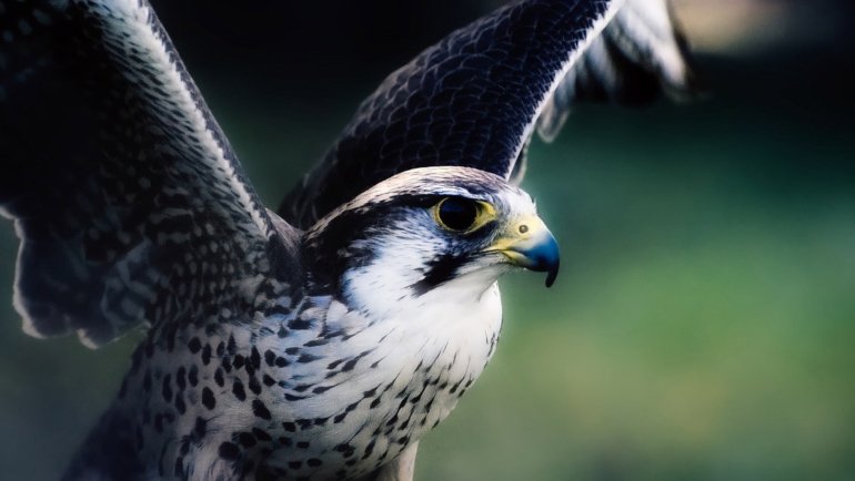 Qatar Falcon National Bird