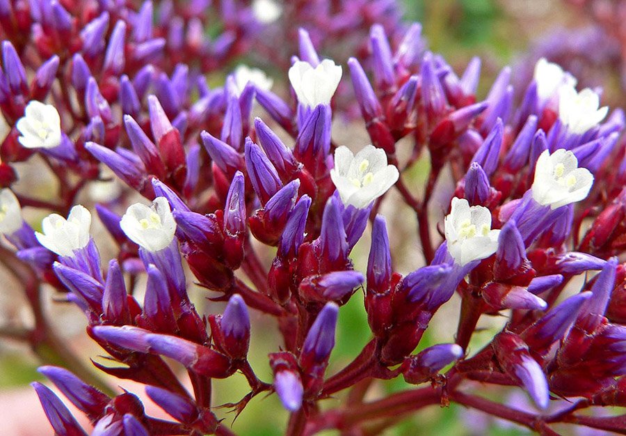 Qatar Limonium