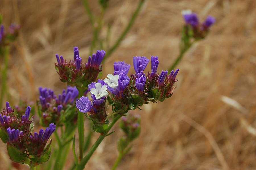 Qatar Limonium