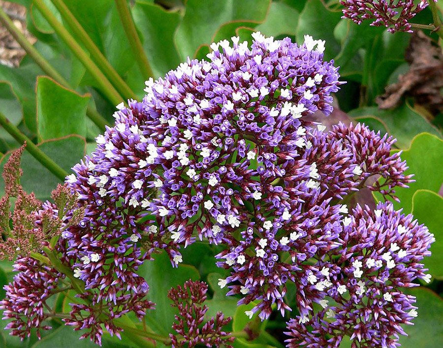 Qatar Limonium