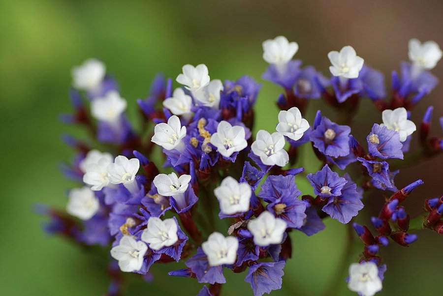 Qatar Limonium