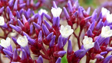 Qatar Limonium National Flower